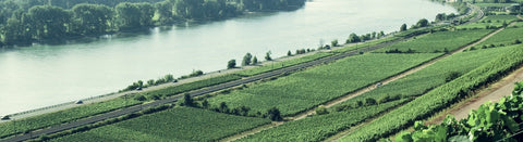 Weißwein aus Rheinhessen - viDeli - einfach guter Wein