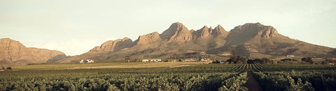 Weißwein aus Stellenbosch - viDeli - einfach guter Wein