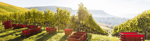 Weißwein aus Württemberg - viDeli - einfach guter Wein