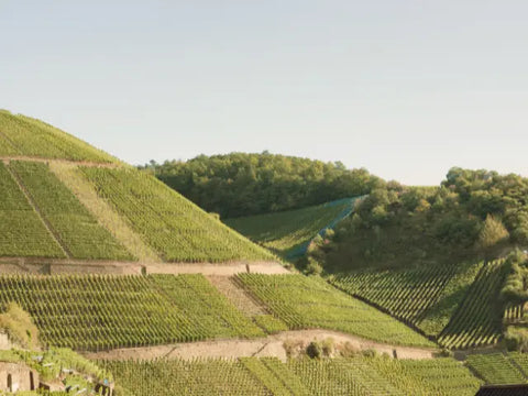 Weinberge an der Ahr