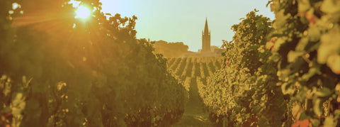 Sonnenuntergang im Weinberg bei Bordeaux, Frankreich