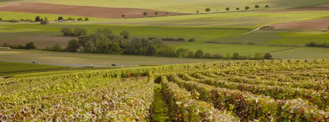 panorama Blick auf eine langgezogene Landschaft mit Weinbergen im Burgund