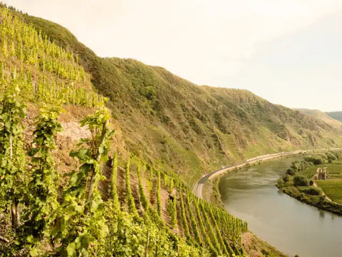 Wein von der Mosel