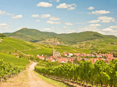 Panorama vom Berg auf ein Dorf in der Pfalz mit alter Kirche, umringt von Weinbergen.