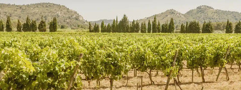 Ausblick auf Weinreben mit Pinienbäume im Hintergrund in der Provence, Frankreich