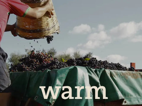 Grenache