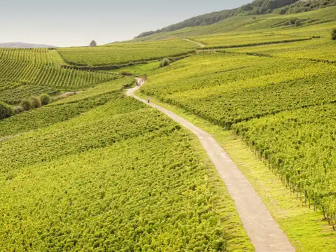 Wein aus dem Rheingau