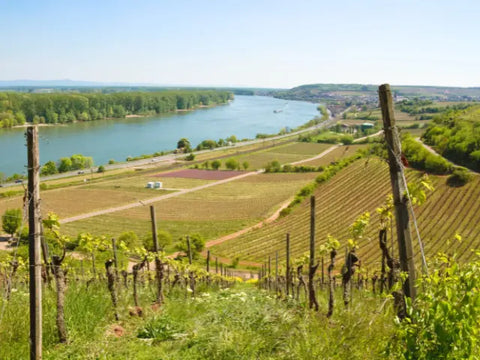 Weinberge in Rheinhessen mit Blick auf den Fluss Rhein