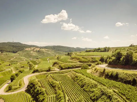Panorama auf Weinberge in Baden. Die Weinberge sind terassenartig angelegt. Blauer Himmel.