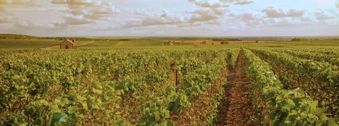Aussicht auf Felder voller Weinreben in der Champagne, Frankreich
