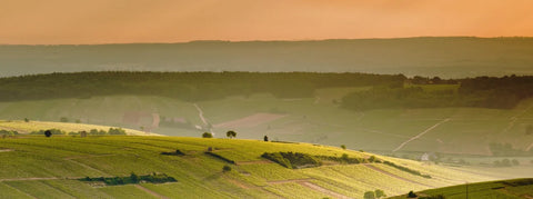 neblige Weinberge an der Loire, Frankreich