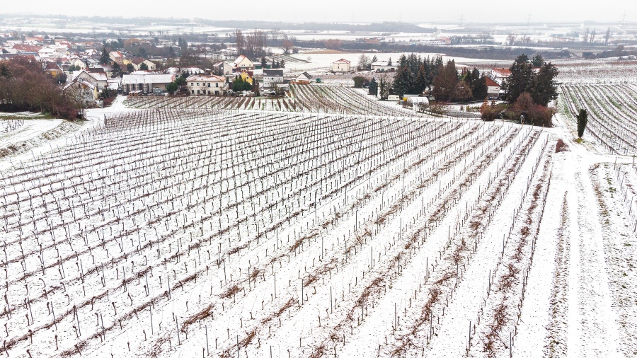 Winter im Weinbaugebiet - Blick auf den Weinjahrgang 2021