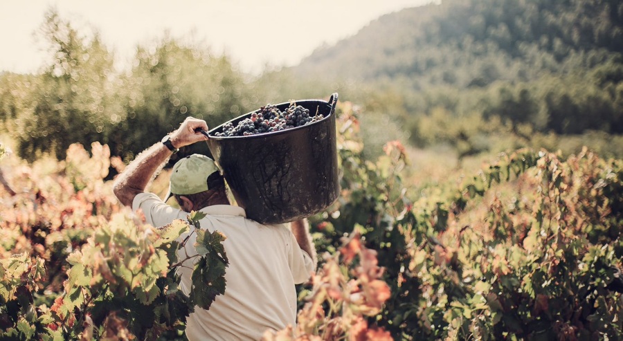 Jemand trägt einen großen Plastik-Eimer mit Trauben - Weinkultur in Europa