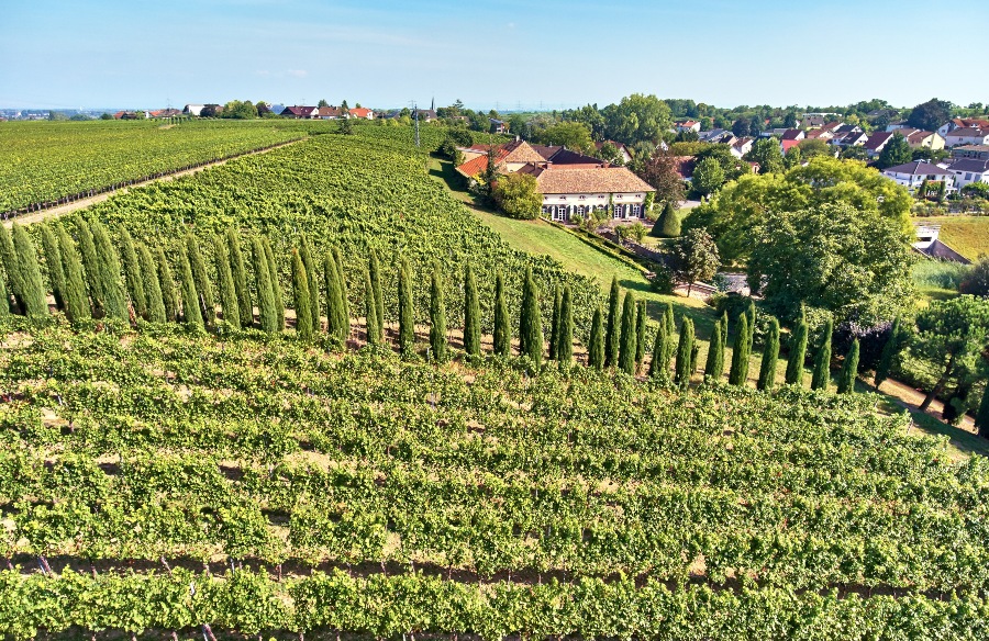 Weingut Philipp Kuhn - die absolute Spitze des Anbaugebiets Pfalz