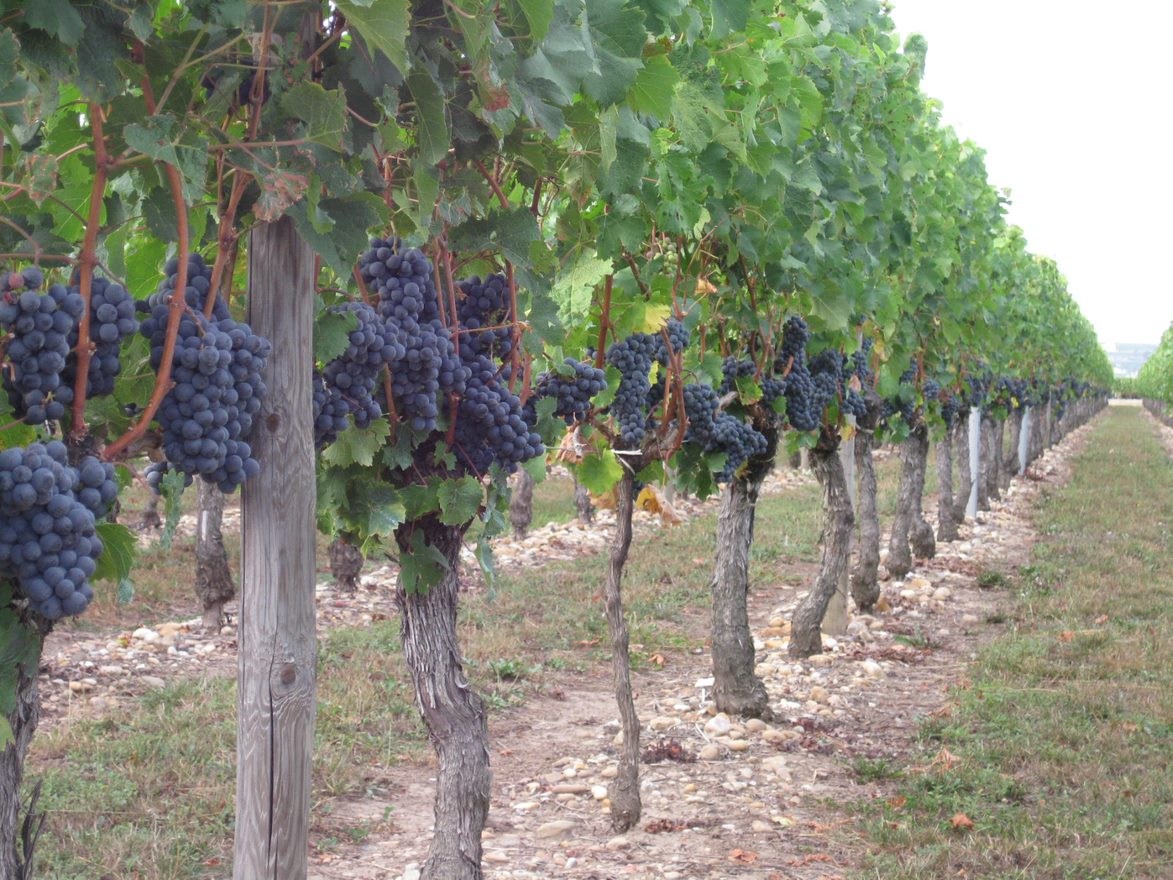 Weingut Doublet aus Bordeaux