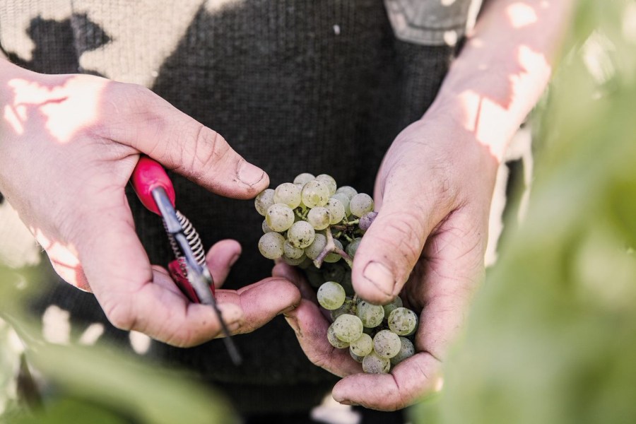 Weingut Knauß | Seit 2013 ökologische Bewirtschaftung, Bio-Zertifizierung seit 2015 - Weinherstellung