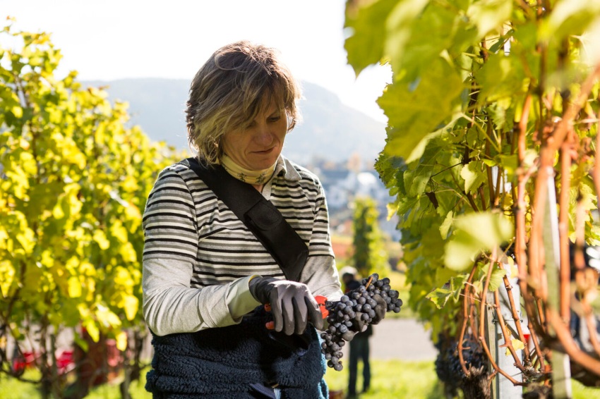 Weingut Zimmerle | nachhaltige Produktion und ökologische Bewirtschaftung aus Korb bei Stuttgart - Naturwein