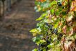 Kranke-Weinrebe - Wie der Klimawandel den Weinbau beeinflusst