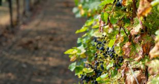 Kranke-Weinrebe - Wie der Klimawandel den Weinbau beeinflusst