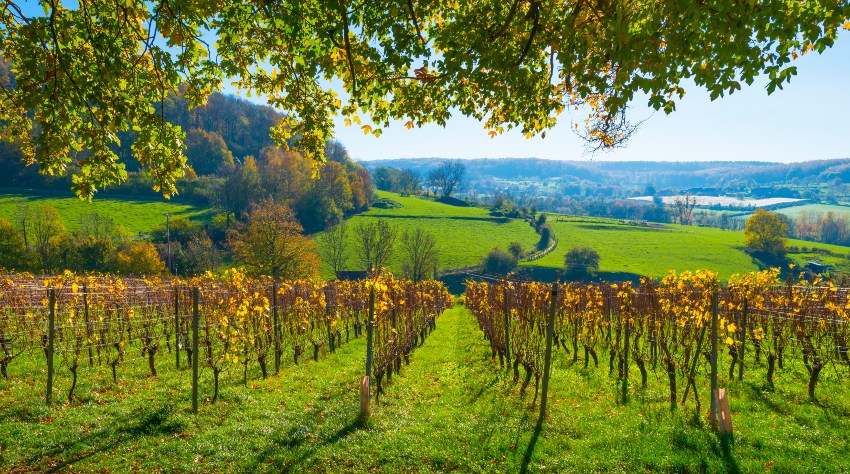 Weinanbau in Voeren, Limburg, Belgien